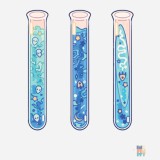 Softshell de Dama Blue Potions Result